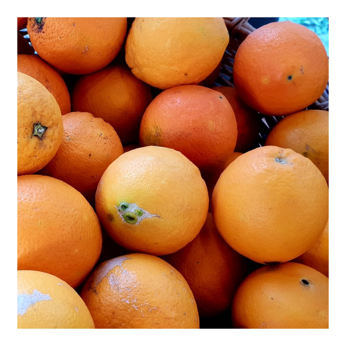 ORANGE  (1 kg)
