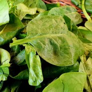 ÉPINARD jeunes pousses (0,5 kg)
