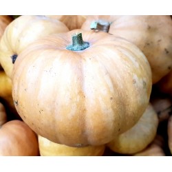 COURGE CARAT 1 kg