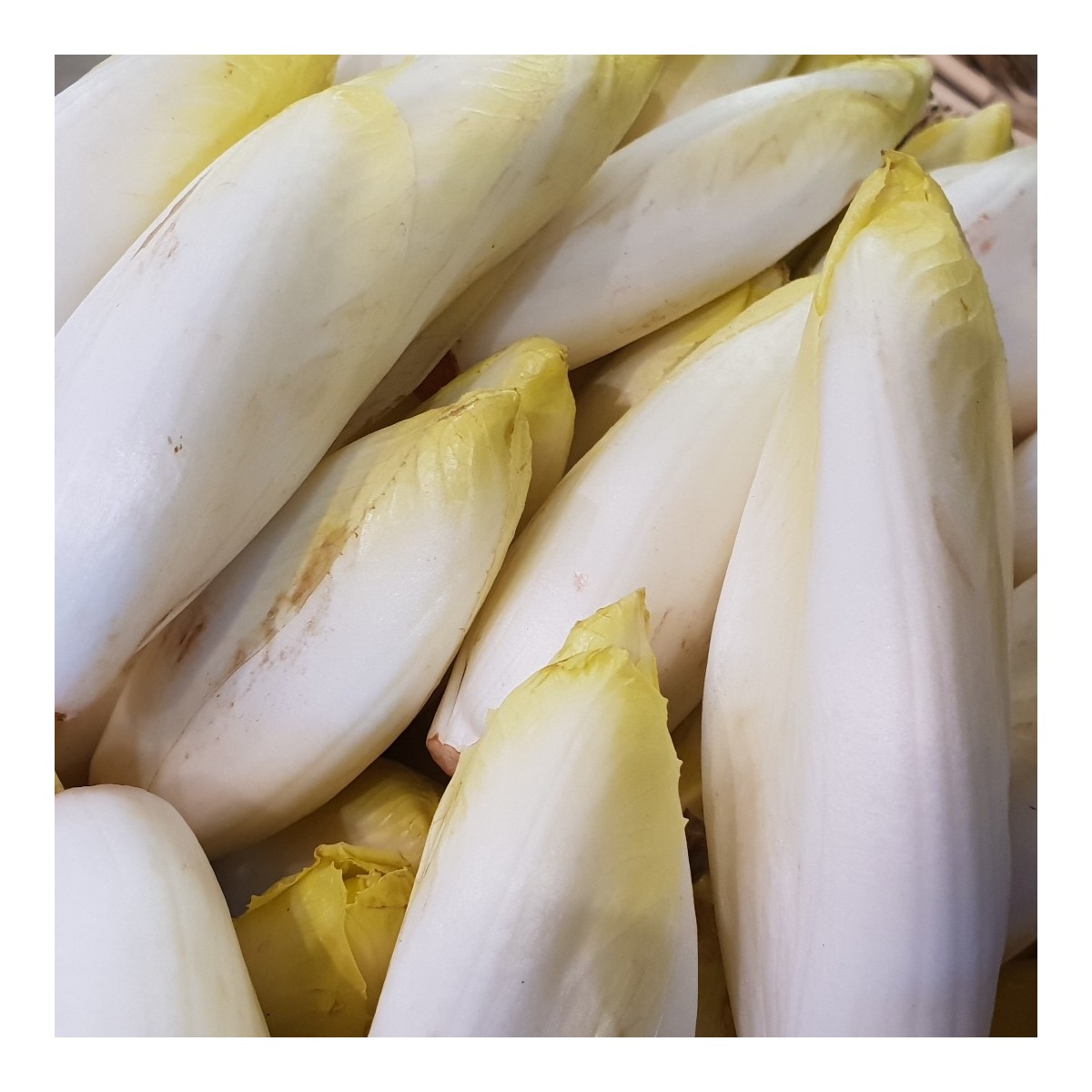 ENDIVE (0,3 kg)