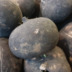 RADIS NOIR (1 kg)