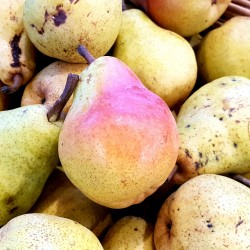 POIRE "Guyot" (0,5 kg)