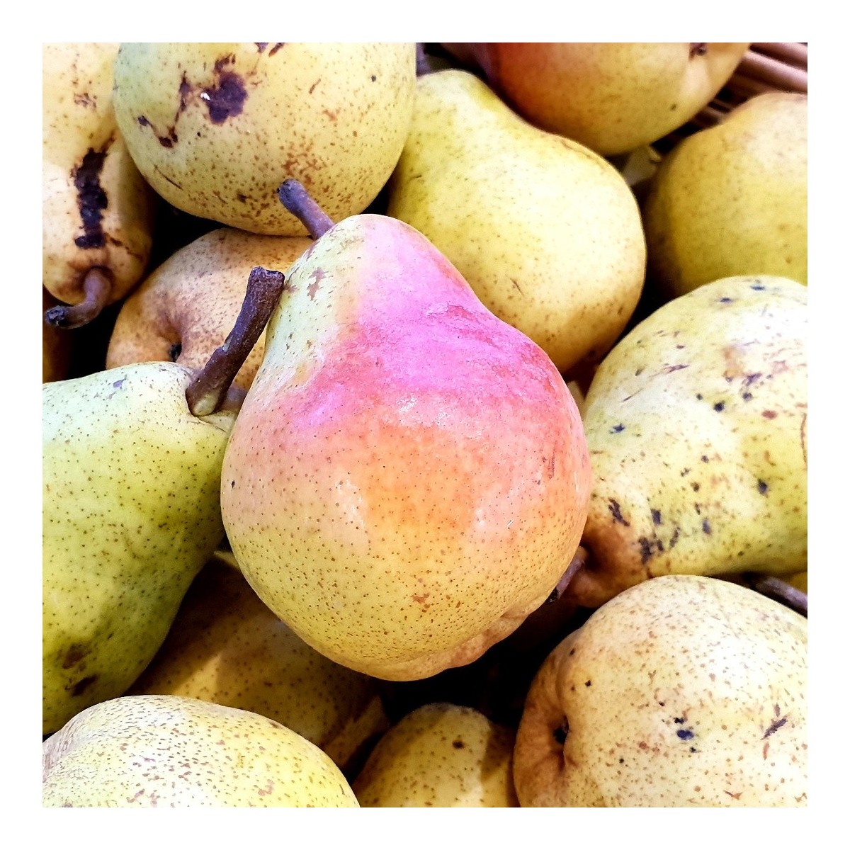 POIRE "Guyot" (0,5 kg)