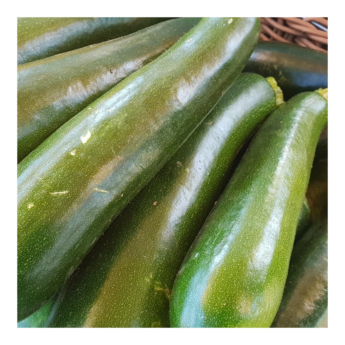 COURGETTE VERTE (1 kg)