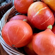 POTIMARRON (1 kg)