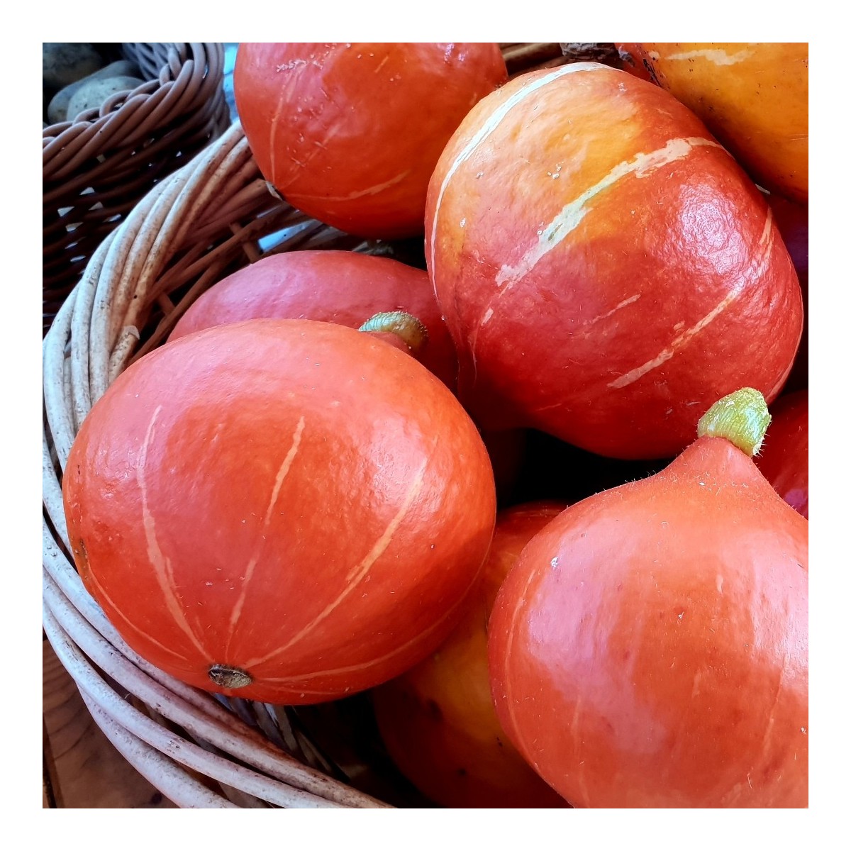POTIMARRON (1 kg)