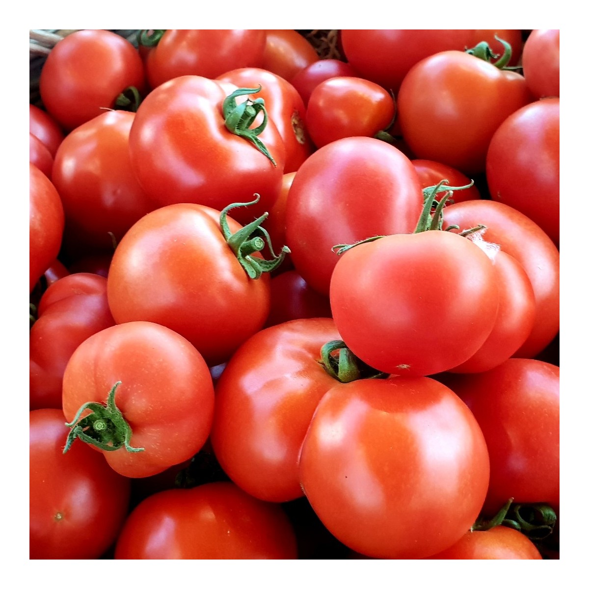 TOMATE RONDE (1 kg)