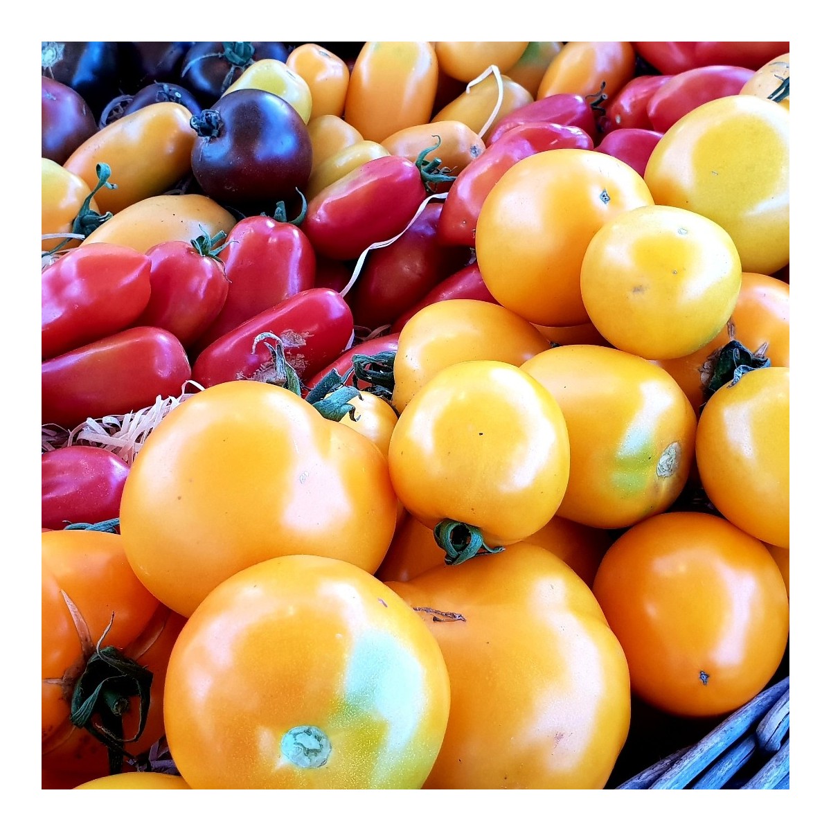 TOMATES ANCIENNES (1 kg)