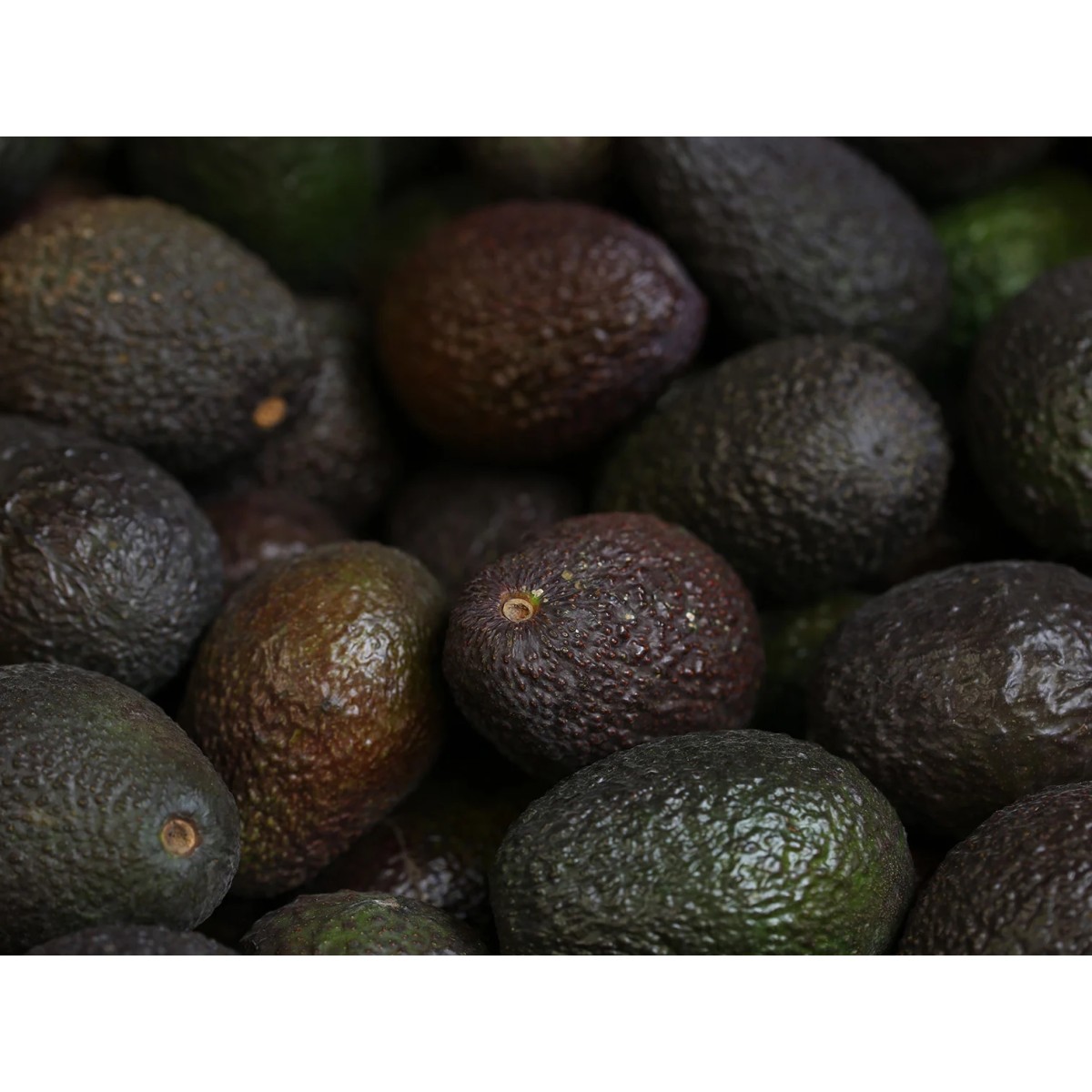 Avocat (500g)