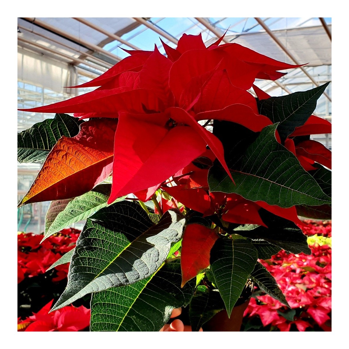 POINSETTIA ROUGE (1 pot)