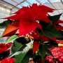 POINSETTIA ROUGE (1 pot)