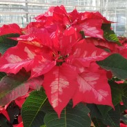 POINSETTIA BICOLORE (1 pot)
