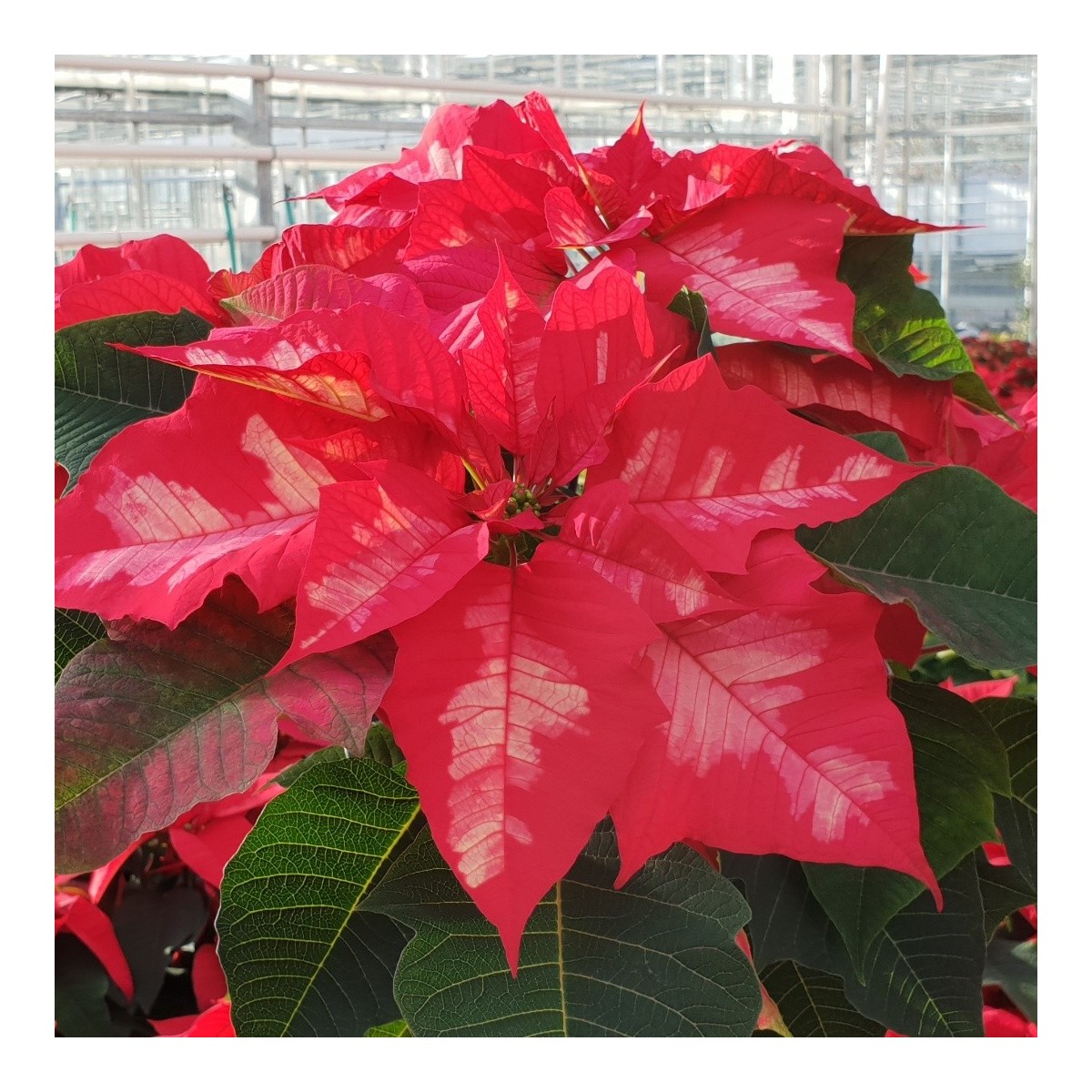 POINSETTIA BICOLORE (1 pot)