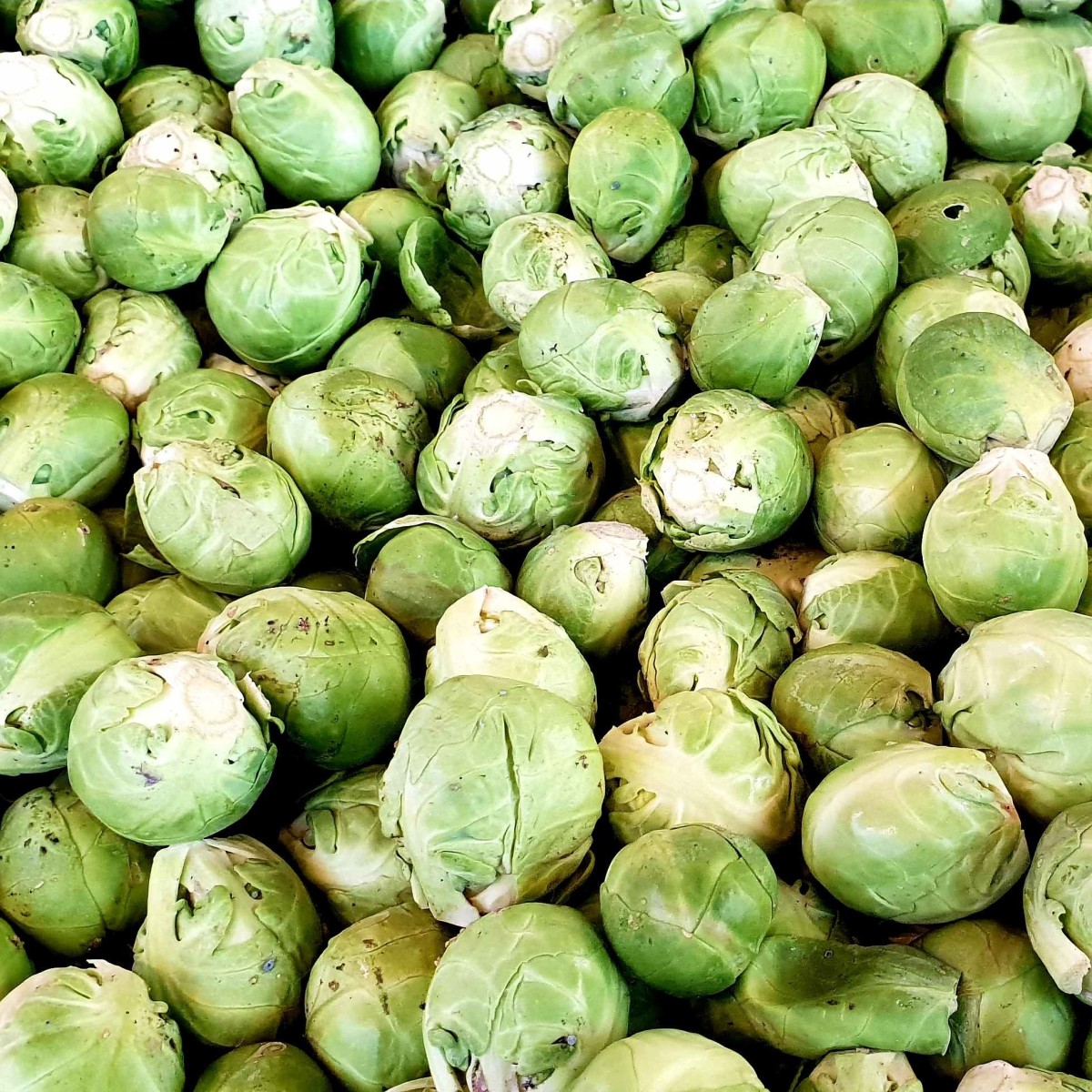 CHOU de BRUXELLES (0,5 kg)