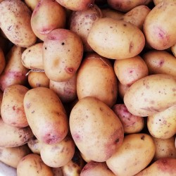 POMME de TERRE JAUNE (1 kg)